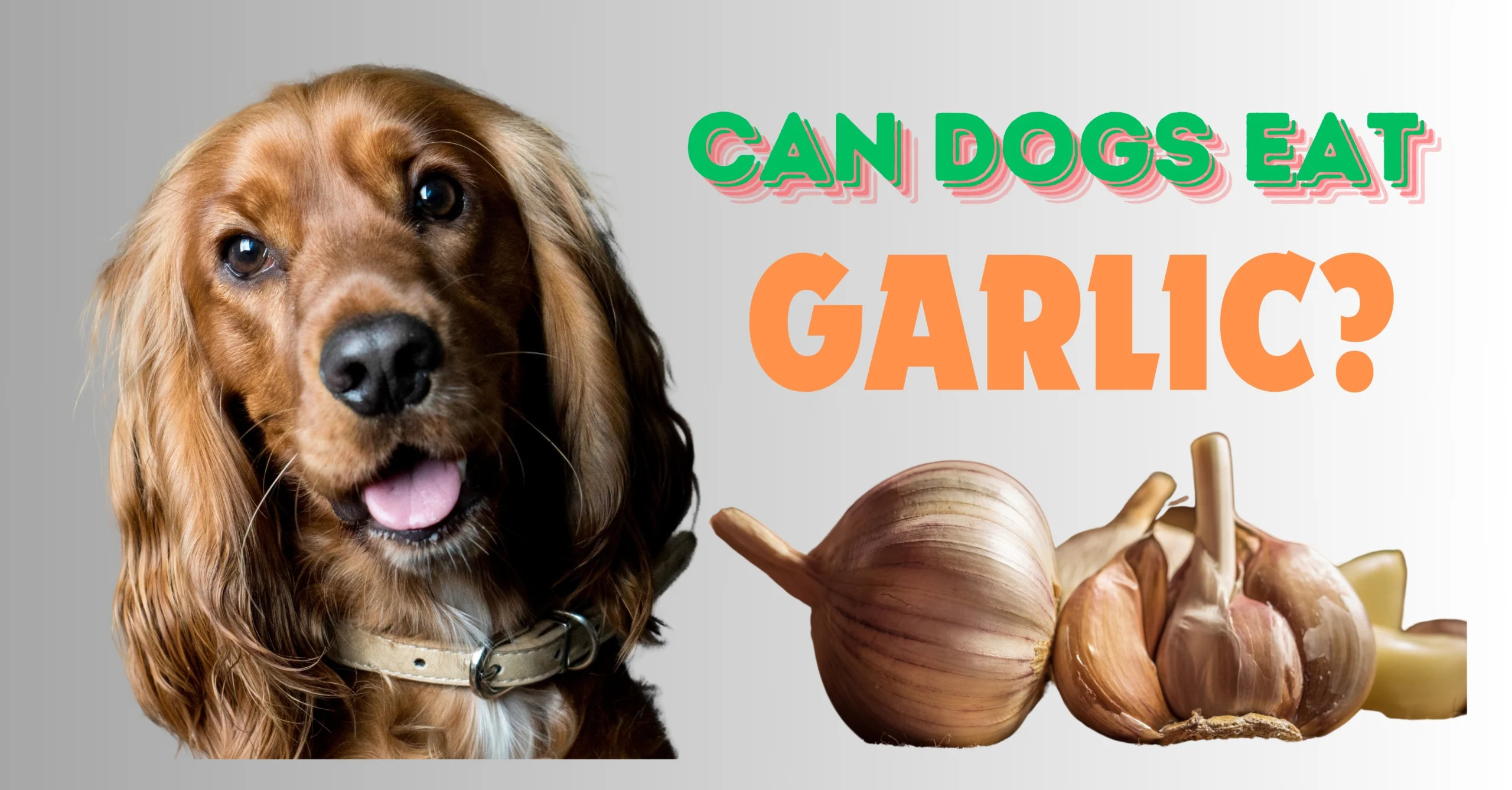 Can Dogs Eat Garlic? can dogs eat garlic (1)